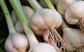 China’s Garlic Seasons Food Around the World